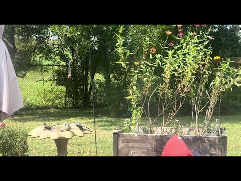 Decoding Nature's Secret Language: Animal Communications