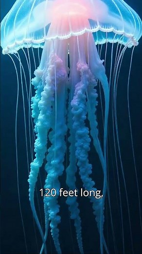 The Largest Jellyfish Ever Discovered!