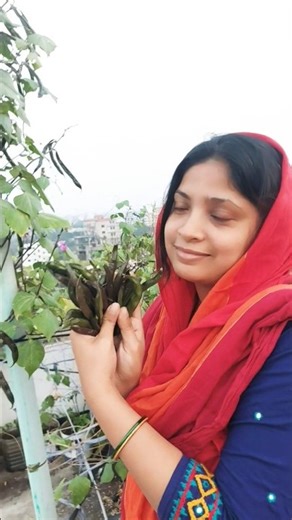 Winter vegetable farming sim full of rooftop gardens #garden #rooftopgarden