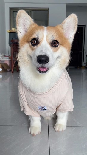 Adorable Corgi Puppy Dressed in Cute Outfit