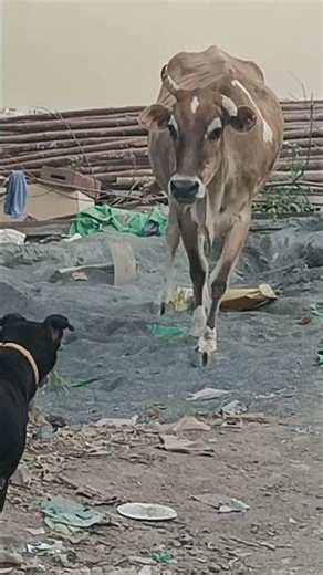 Cow Vs Dog Fight #shorts #shortvideo