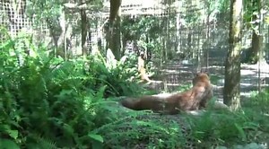 57K views · 6.4K reactions | Senior Keeper, Matt R, stealthy as a ninja, sneaks up on Mac Cougar. Mac's reaction to one of his favorite keepers will melt your heart. This short little video was taken by Matt, one of our long time senior keepers, I think on his phone. Matt said he has some more little videos like this. WHO wants Matt to send them in to be shown on here? | Big Cat Rescue | Facebook