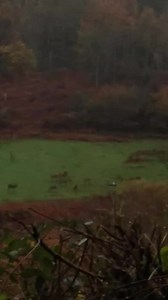 We've been here for two weeks and have only just encountered deer for the first time during this stay. 12 of them - happy now! 😊😊 | Just Humans Being