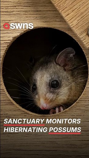 Sanctuary shows how tech safeguards critically endangered hibernating possums | SWNS