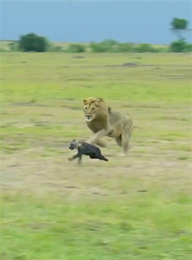 In the wild, lions attack hyenas to eliminate competition. This lion targets a hyena cub, maiming it to send a warning to the rest of the clan.