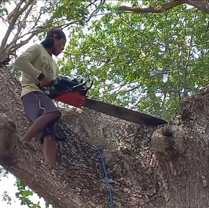 Amazing skill man cuttiing a big tree look like professional skill man | Dara-W