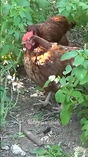 Happy Chickens Equals Healthier Eggs | Wiseman Health