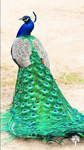 Indian Peacock