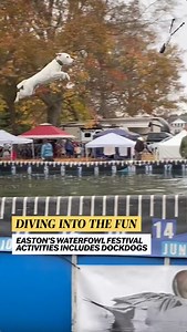 Sights and sounds from dogs competing in the DockDogs contest at the 53rd annual Waterfowl Festival in Easton. The event also had a waterfowl-calling competition, music, artist exhibitions and more. | The Baltimore Sun