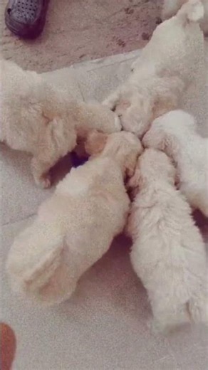 🐶 Let's Feed Our Beautiful Lhasa Apso Puppies 🥰🐾