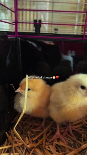 Hatchables Canada on TikTok