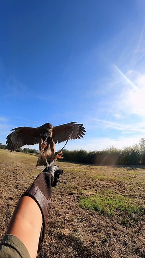 #falconry #fauconnerie #hunting #chasse #falconrylife