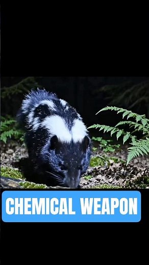 The Cute Animal with a Deadly Chemical Weapon Spray! #animalfacts #wildlife #skunks