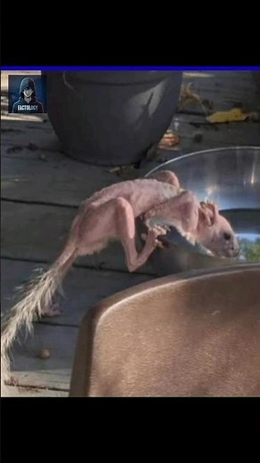 Part 3: What Do These Animals Look Like Without Fur? 😱