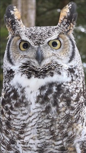 Narwhal's Backstory! #greathornedowl #owls #wildlifeconservation