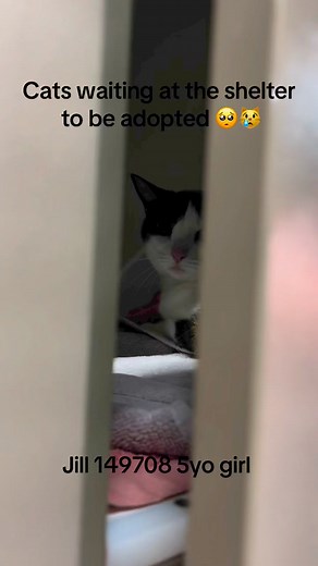 27K views · 659 reactions | Please adopt us 梁 | Cat Haven WA | Facebook