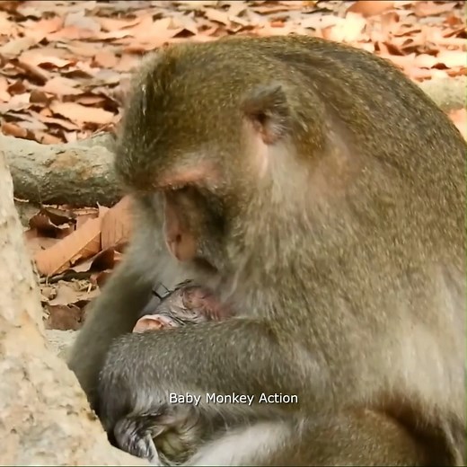 Baby Monkey Action on Reels