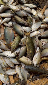 16K views · 196 reactions | Lots of native fish catching #fishing #trending #reels | Fishing & Village Tradition | Facebook