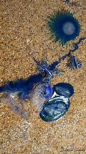 "THE BLUE FLEET 💙 Glaucus atlanticus, Glaucillia marginata, Physalia utriculus, Porpita porpita, Velella velella & Janthina janthina. In other words Blue Dragons, Blue bottles, Blue Buttons, By-the-Wind Sailor & Violet snail. These beautiful blue creatures got swept onto Sydney's shoreline today. Which ones your favorite?" ~ snorkeldownunder 🎥 | Ocean Conservation Research - OCR