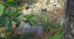 Streams at Bath beach, Barbados