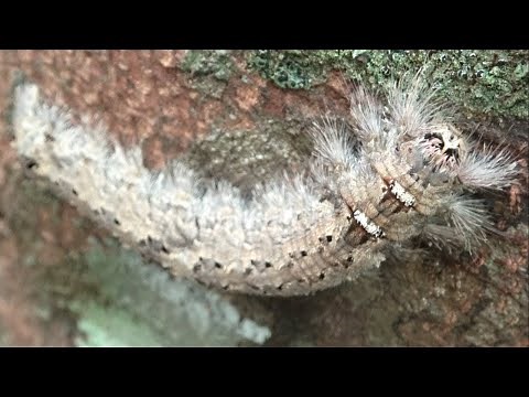If you see this caterpillar, run away immediately!!