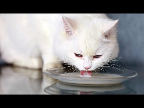 Cat Drinking Milk | Cat's Comforting Sound | Cat Relaxing Sound