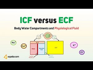 Body Water Compartments and Physiological Fluids - 220718 FC 02 ICF versus ECF
