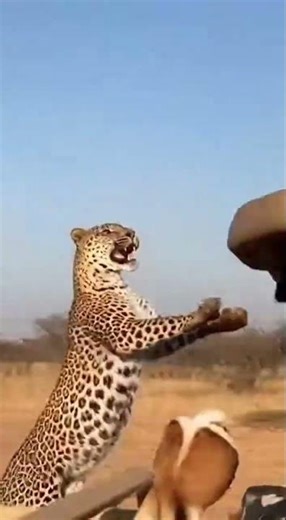 Springbok Jumps Into Safari Jeep as Leopard Attacks | Raw African Wildlife Footage