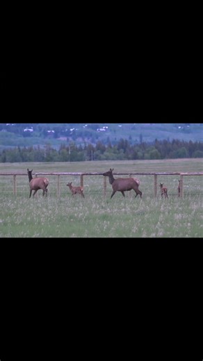Cow elk trying to persuade their calves to crawl under the fence in Grand Teton last week. One calf had made it but the other two were just confused. Eventually mom jumped back over the fence for her calf and mom of the third came from where they were grazing and they went elsewhere. Side Note: I had car camped the night before and was heading to the nearest bathroom to change clothes so I stood out in the chilly morning in my PJs and flip-flops filming this...if anyone witnessed this I apologiz