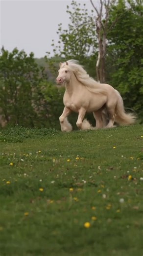 The transformation of lizards is incredibly surprising