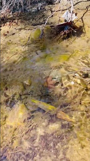 The Karpathos frog (Pelophylax cerigensis)
