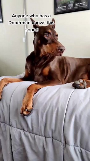 The Heartfelt Whine of a Doberman: A Familiar Sound for Owners