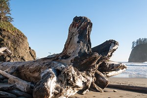 Washington's secret giants: the colossal driftwood of La Push