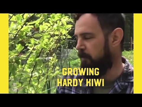 Growing Hardy Kiwi in a Cold Climate