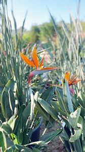🌿 Le saviez-vous ? Strelitzias reginae ou Augusta quelle est la différence ? 🔸 Strelitzia reginae : célèbre pour ses fleurs colorées en forme d’oiseau. 🔹 Strelitzia augusta : feuillage XXL ultra déco, ambiance jungle assurée. Deux plantes spectaculaires, deux styles à adopter selon vos envies ! #jardinerienova #strelitziareginae #strelitziaaugusta #plantéexotiques #lesaviezvous #plantestropicales #oiseauduparadis | Jardinerie Nova