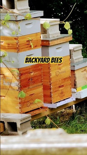Backyard Beekeeping Setup