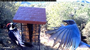 Check out some of the beautiful birds that live in the woodlands of the southwestern United States and Mexico! Acorn Woodpeckers and Woodhouse's Scrub-Jays are two of the most common visitors to the winter feeder setup featured on the West Texas feeder cam. Both species reside year-round in the Davis Mountain Range, and they enjoy feasting on suet at this site, which sits at an elevation of over 5500 feet outside of Fort Davis, Texas. Watch LIVE at AllAboutBirds.org/TexasHummers | Bird Cams