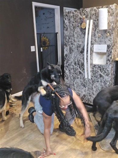 Adorable Dancing German Shepherd: A Heartwarming Show