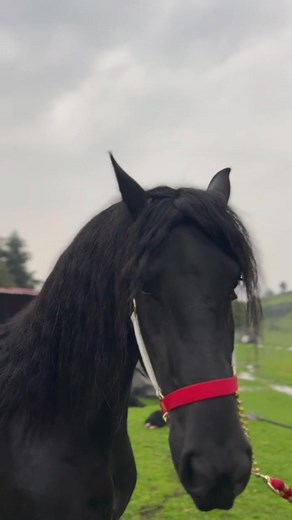 ##friesian #caballosbailadores #frisones #caballos