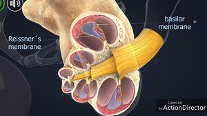 how the ear works???
