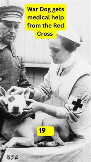 War Dogs 2 #wardogs #dogs #history #photo