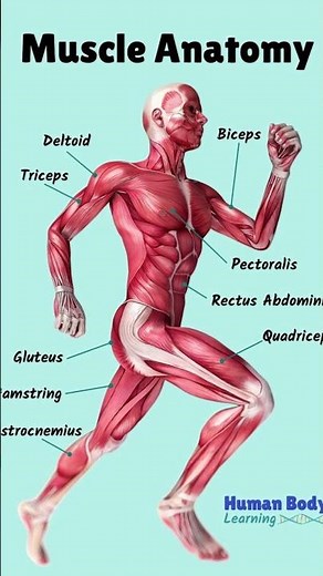 Muscle Names #science #anatomy #biology