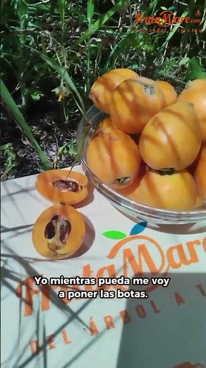 🍊✨ Ya Están Aquí los Nísperos de Temporada