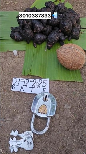 Aisi hoti hai original black turmeric kala haldi organic forest area all' testing fresh available in