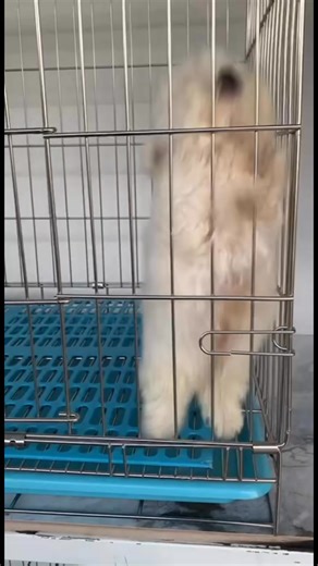 T cup bichon | Home Pomeranian