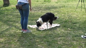 Dogs may be able to recognize their own body as an obstacle and also understand the consequences of their own actions, according to a study involving 32 pet dogs published in Scientific Reports. Read the paper: https://go.nature.com/3dtoAXt | Nature Portfolio