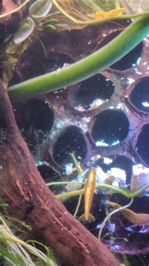 Shrimp Feeding: Scouts Spot the Snowflake Food