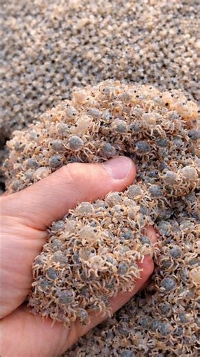 Why Are Chinese Farmers Releasing Tiny Crabs Into Rice Fields? By Shiksha SQUARE