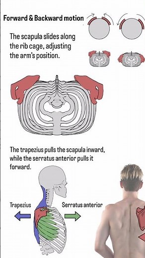 The scapula: the base that guides every arm movement.I upload useful anatomy content every day.