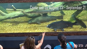 3.3K views · 42 reactions | Learn how Nebraska Game & Parks fisheries biologists collect BIG fish for the 6,000 gallon aquarium at the Nebraska State Fair! | Nebraska Game and Parks Commission | Facebook